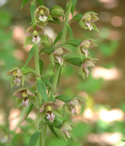 Epipactis helleborine e E. schubertiorum (?)